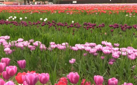 Ecco Tulipark, il giardino di tulipani che colora Bologna