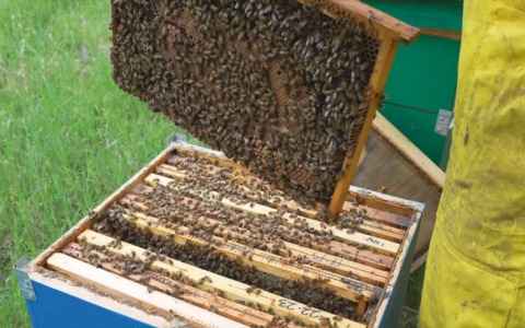 Agricoltura: l’Assemblea Legislativa approva la nuova legge