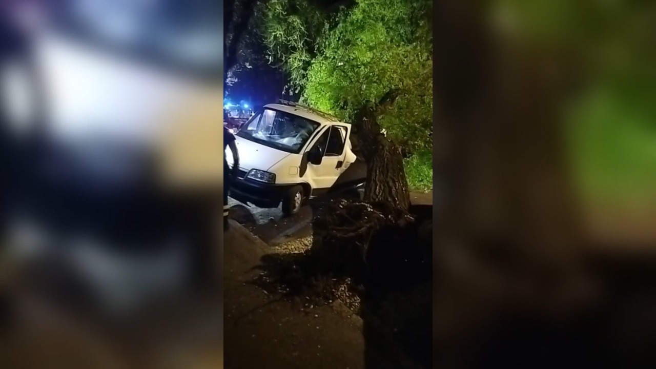 Albero cade in strada e sfonda un furgone