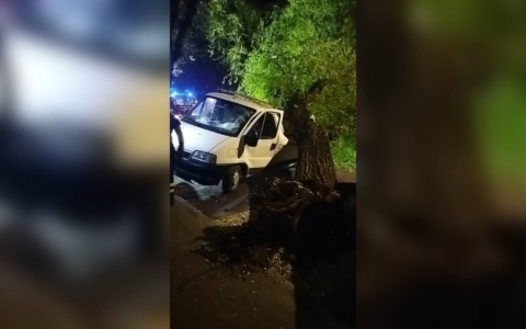Albero cade in strada e sfonda un furgone