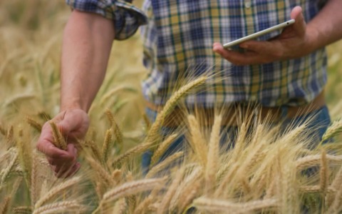 A Bologna il Convegno Internazionale del Grano