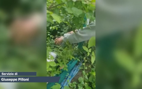Parte il piano del Comune di Bologna per la lotta alla zanzara