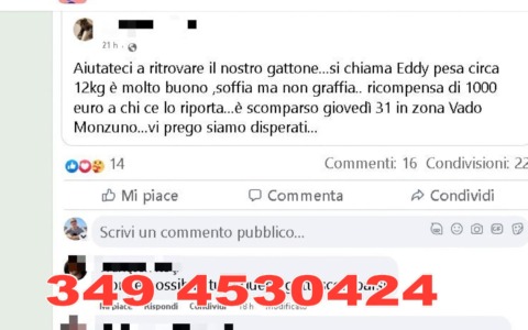 Cani e gatti scomparsi? Scriveteci