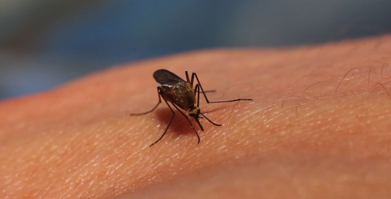 Caso di dengue a Bologna, al via la profilassi