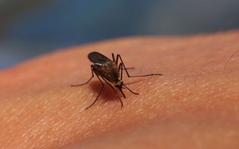 Caso di dengue a Bologna, al via la profilassi