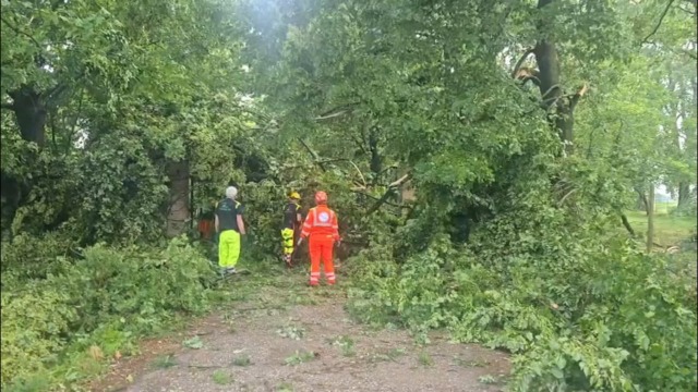 Maltempo, alberi caduti per il vento: famiglia bloccata fra Castello d’Argile e San Giorgio di Piano