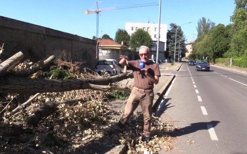 Alberi “minacciosi” ai bordi della strada