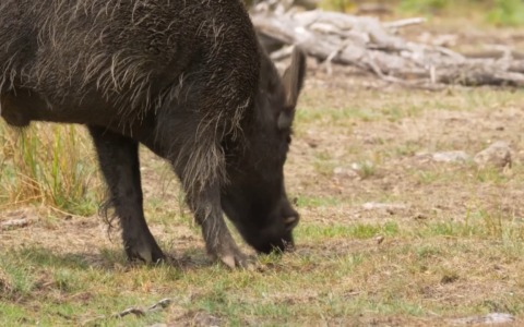 La peste suina africana è arrivata sul nostro Appennino