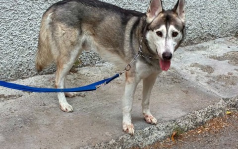 Anche Oipa scende in campo per Ares, il cane lasciato per tre giorni senza cibo né acqua