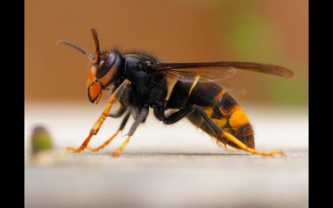 Vespa velutina: rimosso con successo un nido in Appennino grazie alla telemetria radio