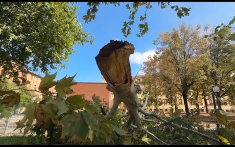 Via Lombardi, il maltempo ha spezzato l’albero della “discordia”