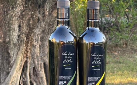 L’Olio dei Colli di Bologna ottiene il riconoscimento Igp