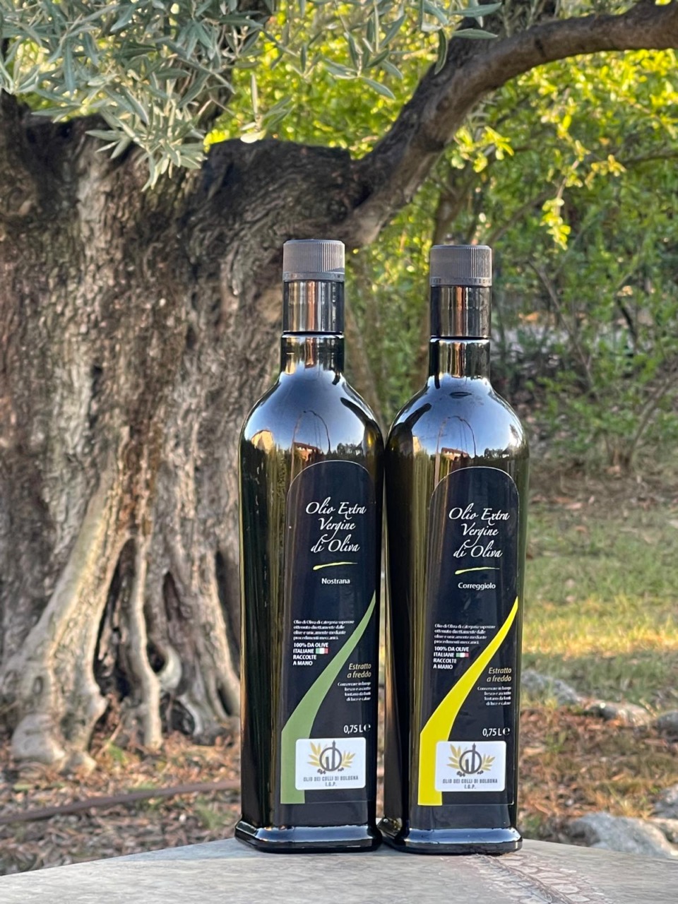 L’Olio dei Colli di Bologna ottiene il riconoscimento Igp