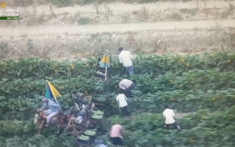 Lavoro ‘nero’ in aziende agricole: i controlli della Finanza. Comminate maxi-sanzioni