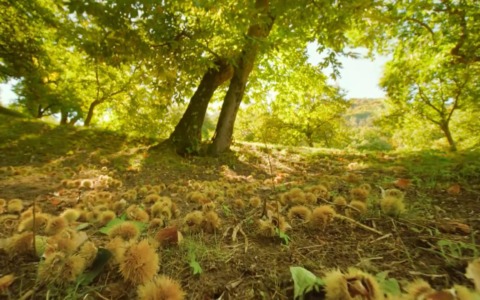 Rilanciare la coltivazione del castagno in Appennino, pronti due bandi