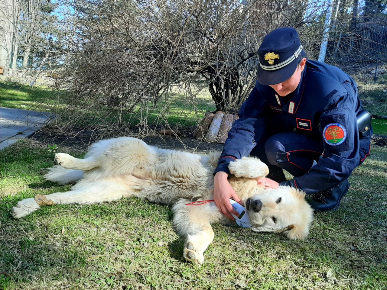Allevamento abusivo con più di 100 cani maltrattati, scatta il sequestro dei Carabinieri Forestali