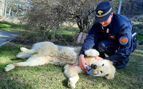 Allevamento abusivo con più di 100 cani maltrattati, scatta il sequestro dei Carabinieri Forestali