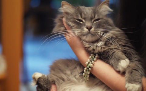 A “lezione” per conoscere e vivere meglio con il proprio gatto: a Ozzano dell’Emilia la consegna dei primi “patentini”