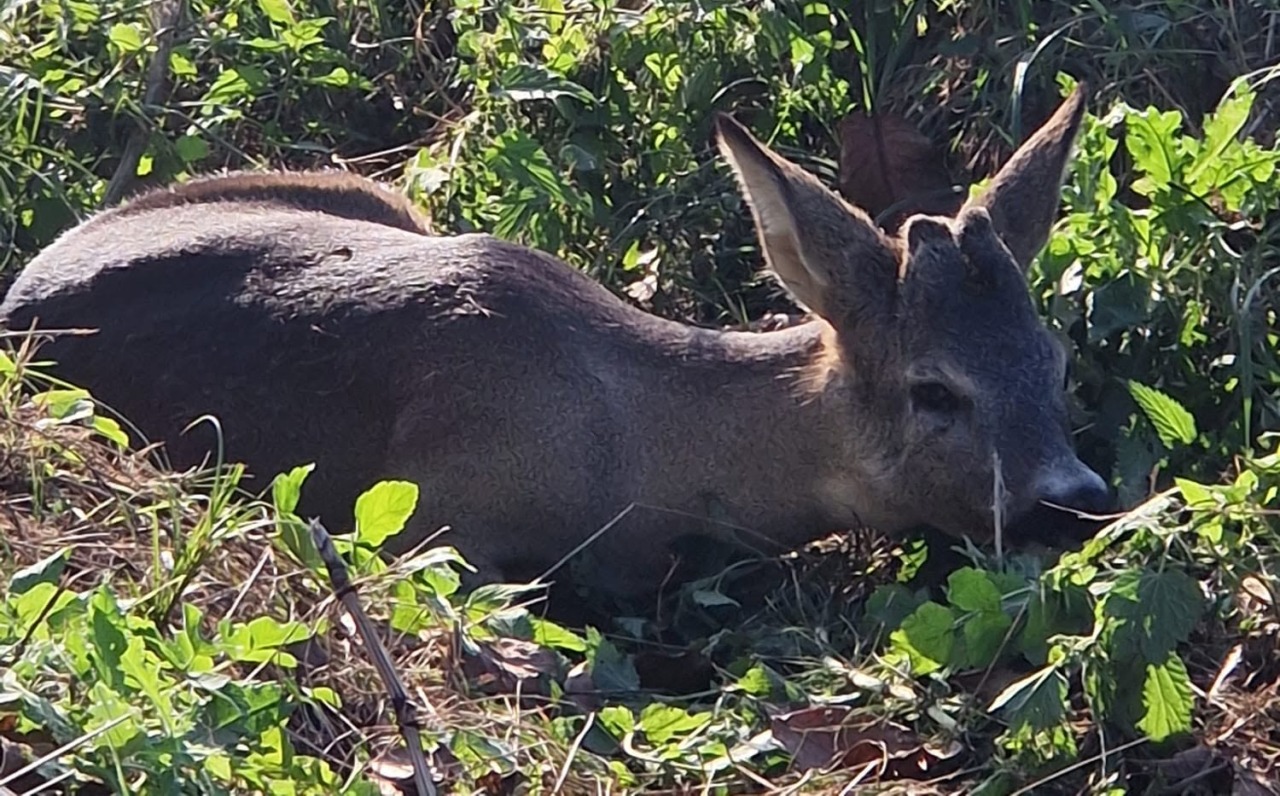 A Pieve di Cento capriolo salvo grazie alla segnalazione di un cittadino