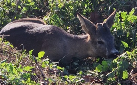 A Pieve di Cento capriolo salvo grazie alla segnalazione di un cittadino