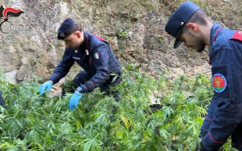 Coltivazione illegale di marijuana a Loiano: sequestrate oltre 600 piante
