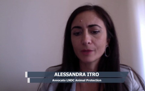 Gatti scomparsi, parla l’avvocato Alessandra Itro: “Situazione da indagare”