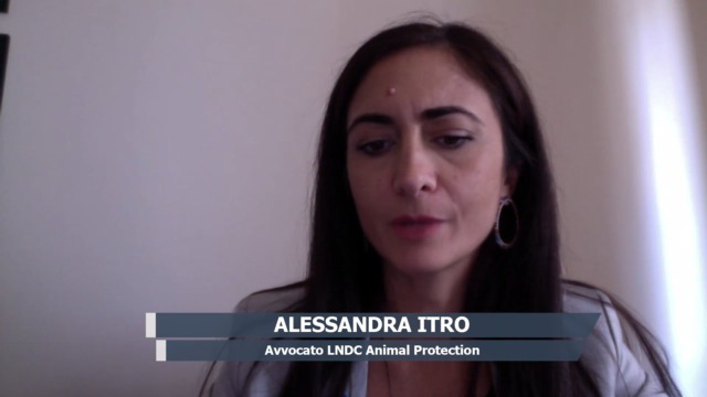 Gatti scomparsi, parla l’avvocato Alessandra Itro: “Situazione da indagare”