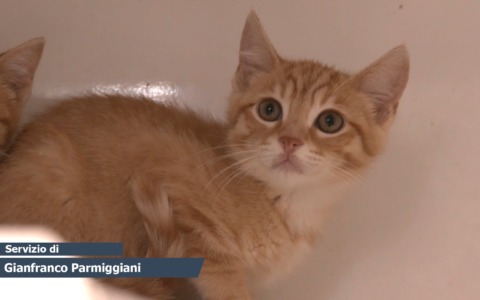 “Il ratto delle gattine”: X-file in Valsamoggia
