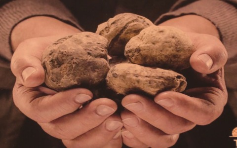 Il trionfo del tartufo in Appennino con la Tartufesta