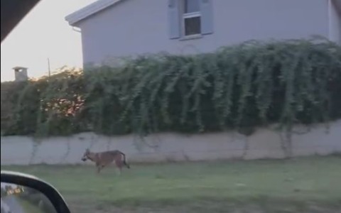Segnalazione: lupo avvistato fra le case a Granarolo Emilia