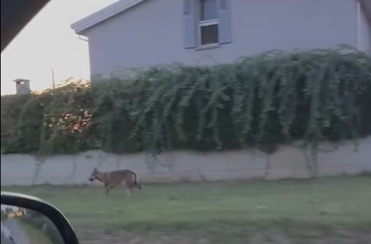 Segnalazione: lupo avvistato fra le case a Granarolo Emilia
