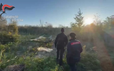 Maxi coltivazione di marijuana in un’area dimessa ad Altedo: arrestato 57enne