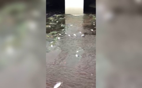 San Giovanni in Persiceto: acqua rossa e moria di pesci nel canale persicetano. Indagini in corso