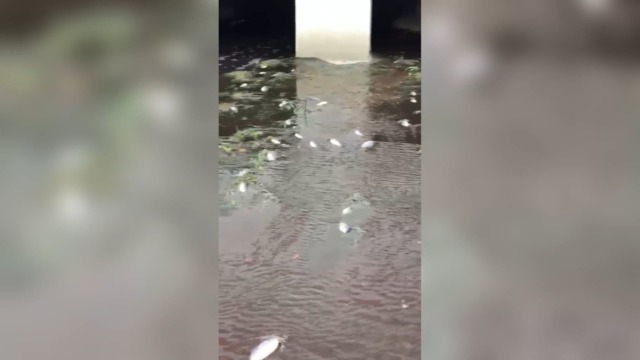 San Giovanni in Persiceto: acqua rossa e moria di pesci nel canale persicetano. Indagini in corso