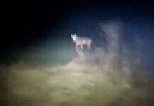 Lupi in un parcheggio a Bentivoglio: automobilista chiama i carabinieri Branco di lupi avvistato a Calderara